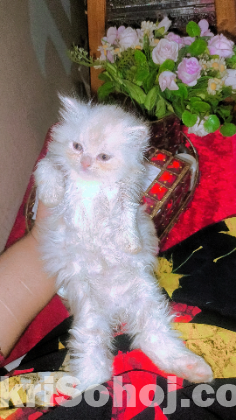 Exotic bloodline kitten